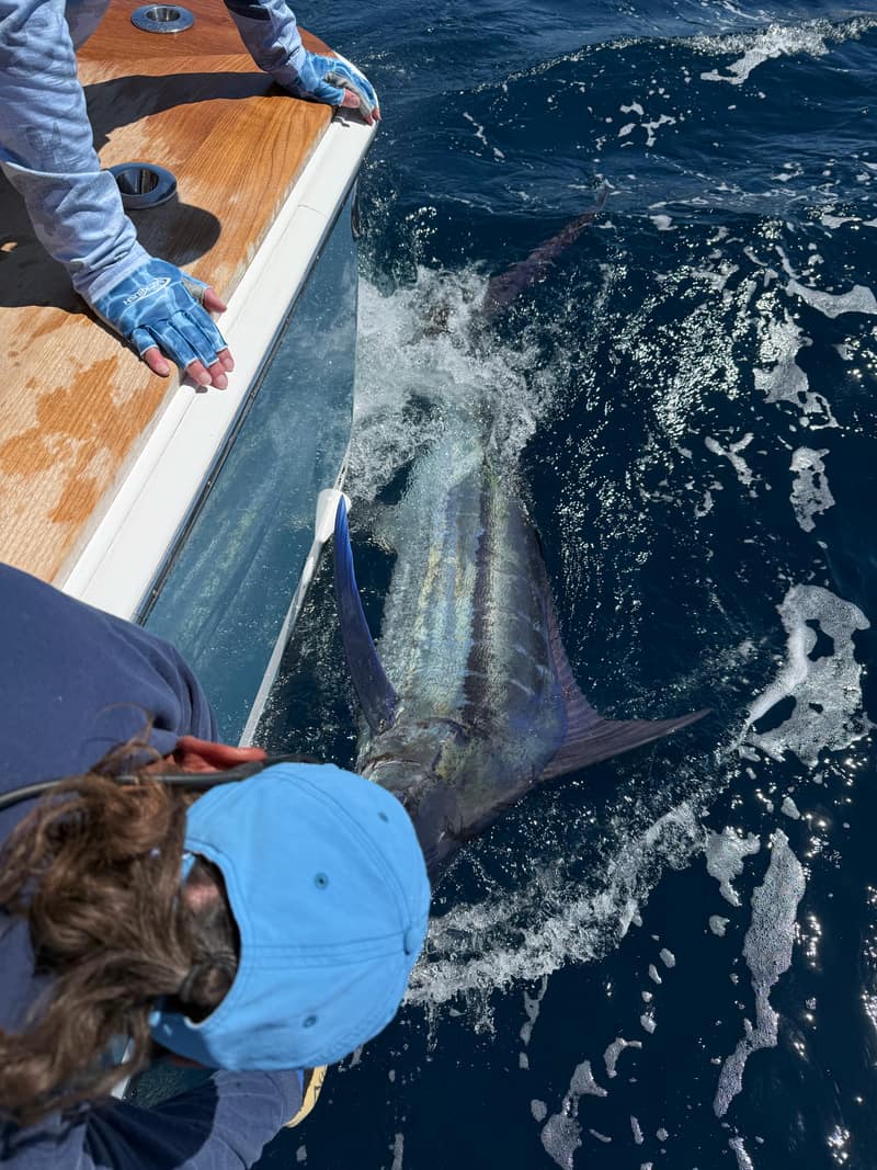 A blue marlin lit up alongside the boat, its stripes glowing in the water, a gloved hand on the leader at the covering board.